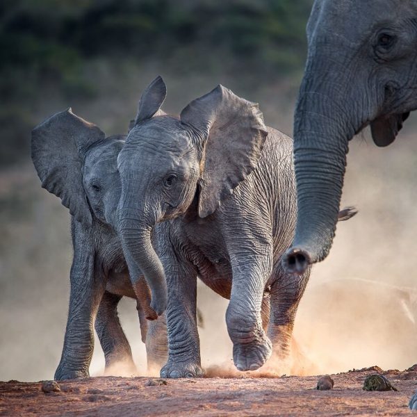 Young african elephants racing toward the water.